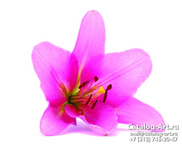 Pink lilies 18